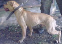 Photo of the dog