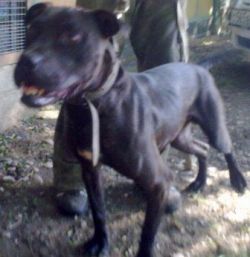 Photo of the dog