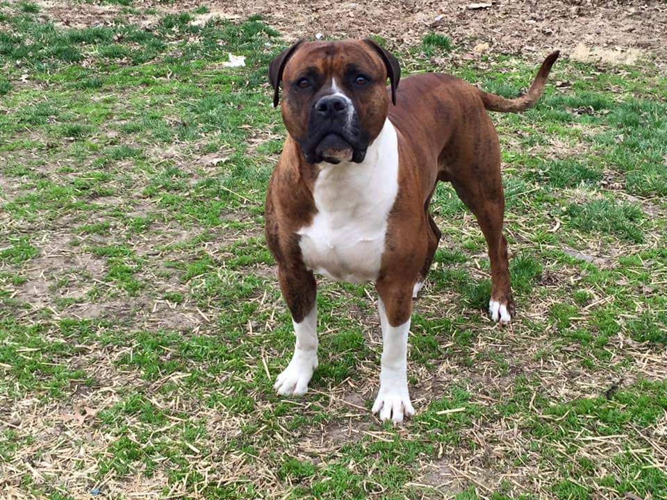 Photo of the dog
