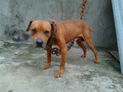 Photo of the dog