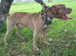 Photo of the dog