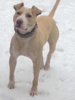 Photo of the dog