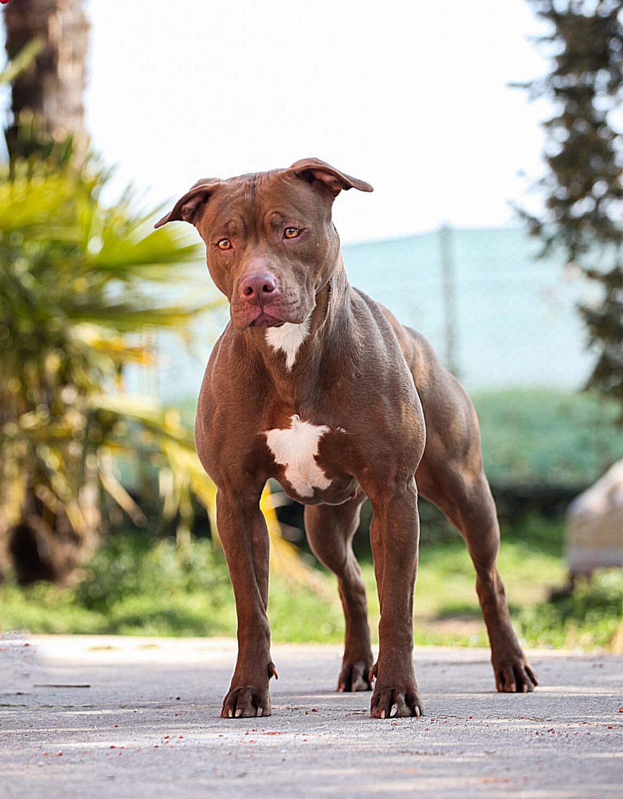 Photo of the dog