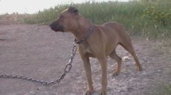 Photo of the dog