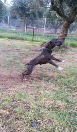 Photo of the dog