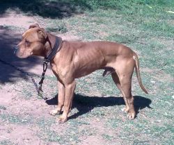 Photo of the dog