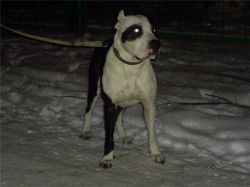Photo of the dog
