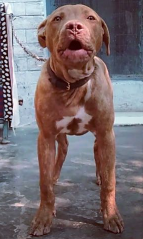 Photo of the dog