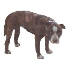 Photo of the dog