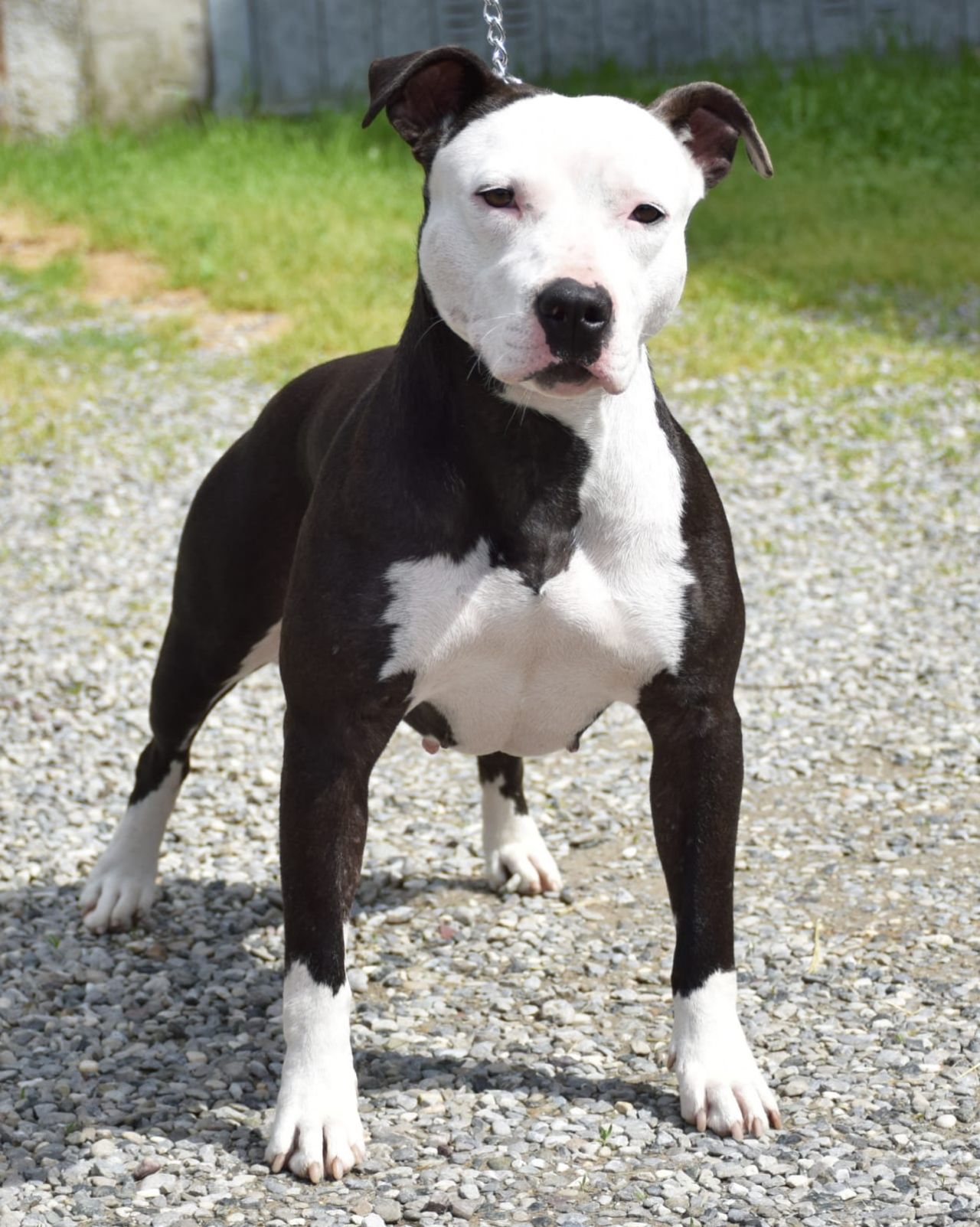 Photo of the dog