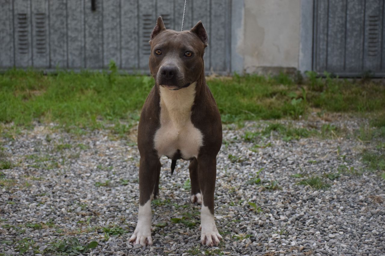 Photo of the dog