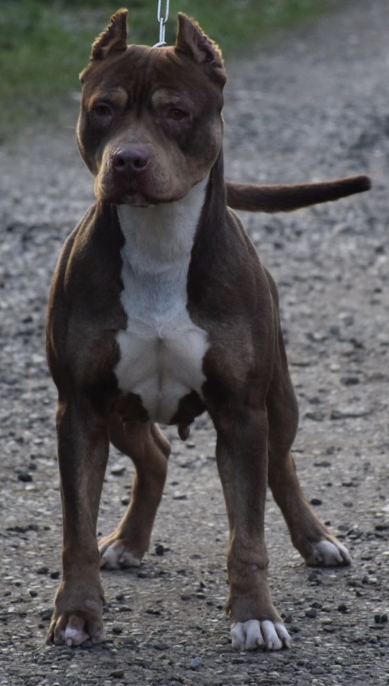 Photo of the dog