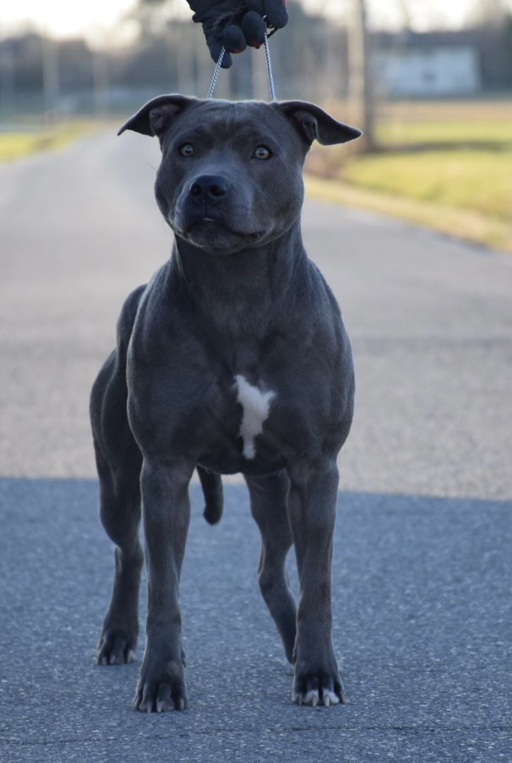 Photo of the dog