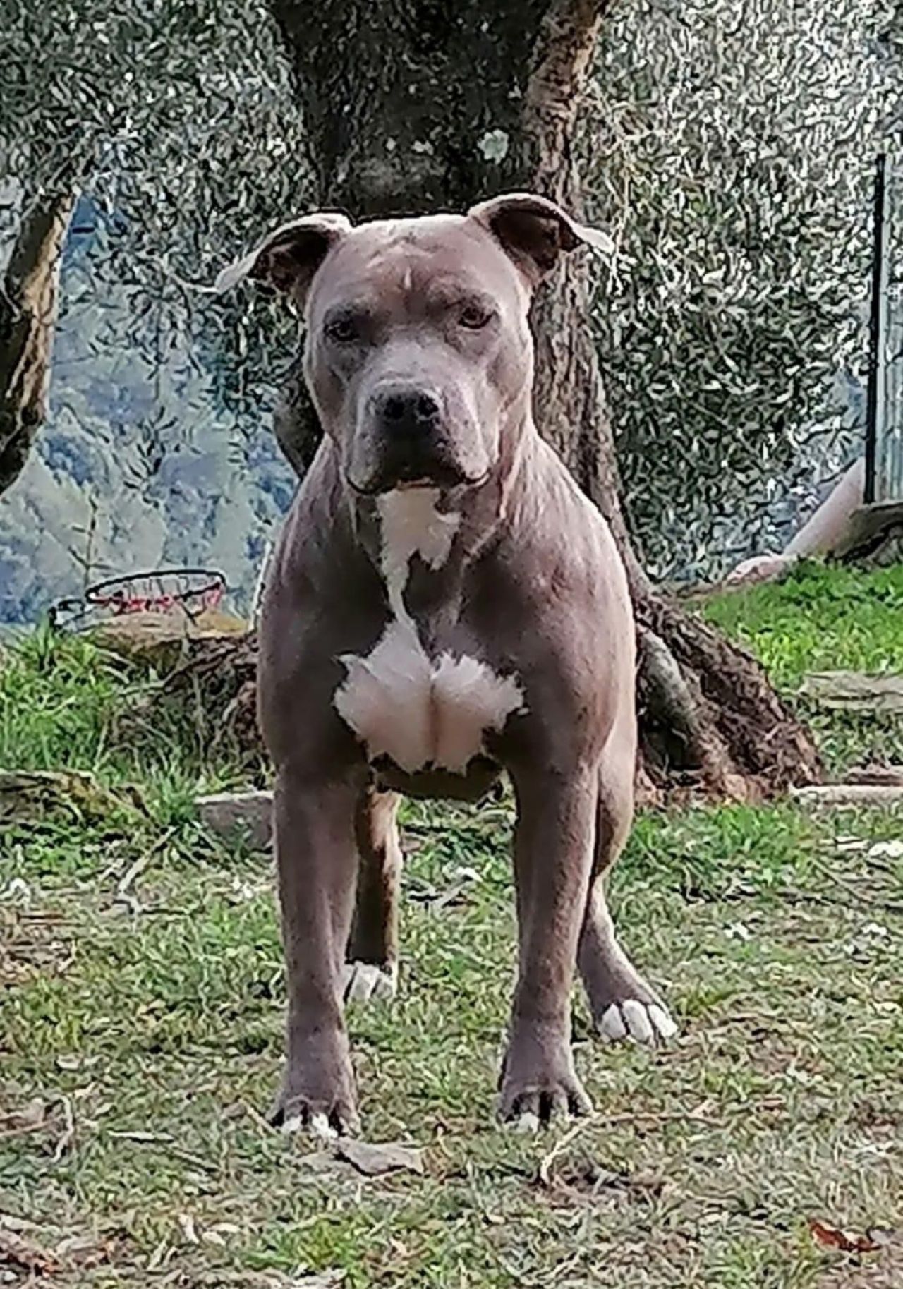 Photo of the dog