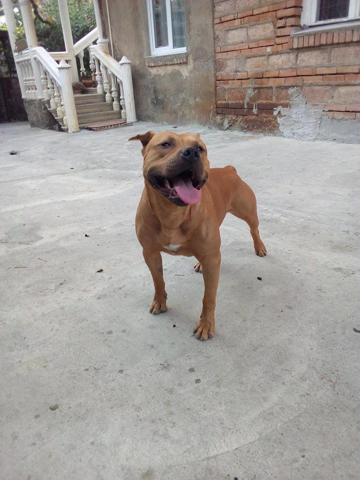 Photo of the dog