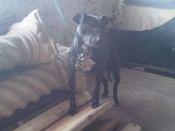 Photo of the dog