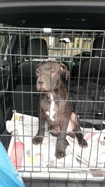 Photo of the dog