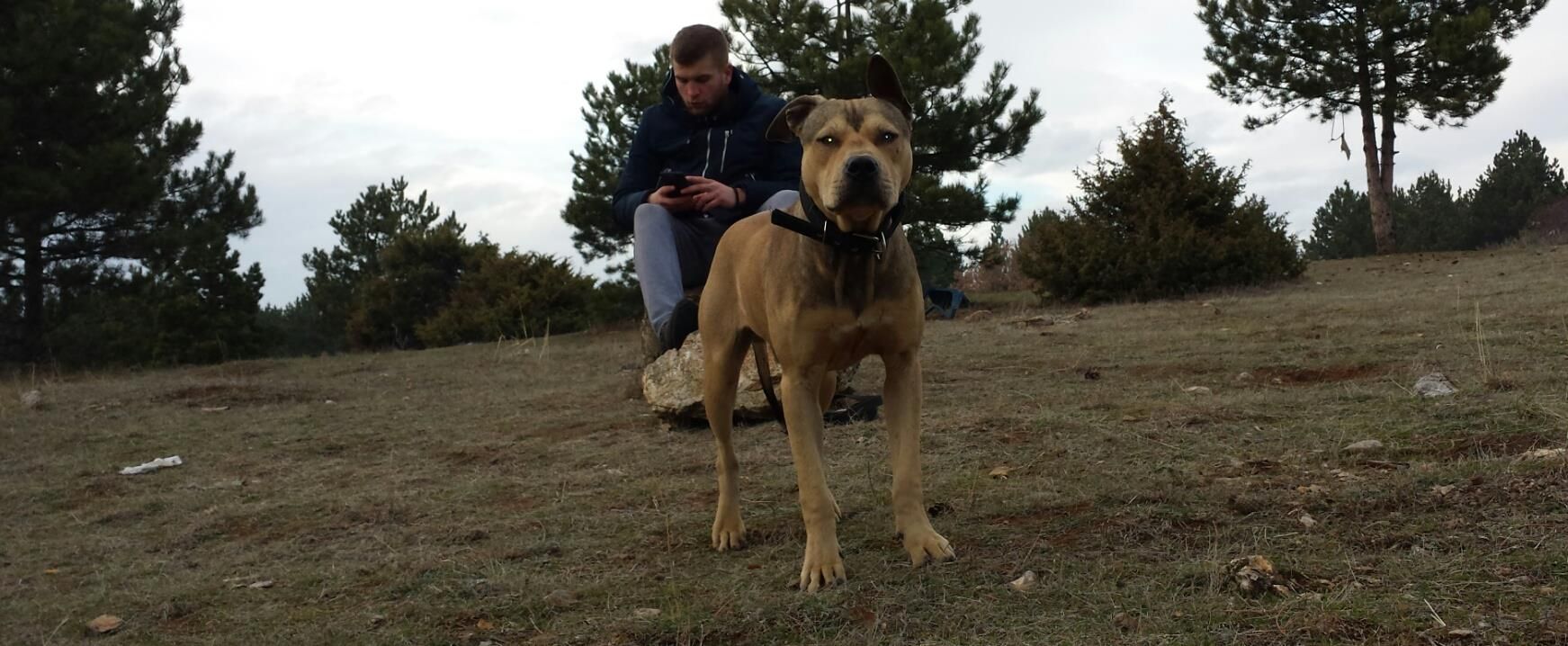 Photo of the dog