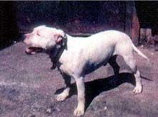 Photo of the dog