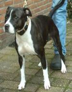 Photo of the dog