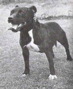 Photo of the dog