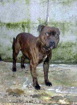 Photo of the dog