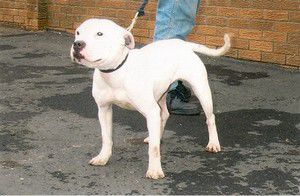 Photo of the dog