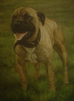 Photo of the dog