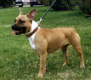 Photo of the dog