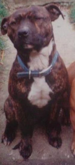 Photo of the dog