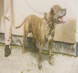 Photo of the dog