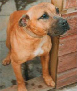 Photo of the dog