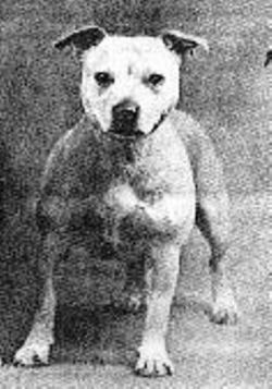 Photo of the dog