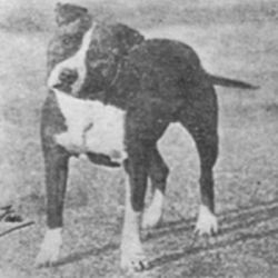 Photo of the dog