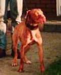 Photo of the dog
