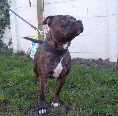 Photo of the dog