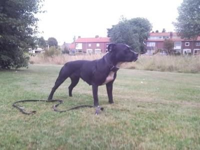 Photo of the dog