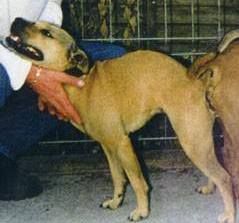 Photo of the dog