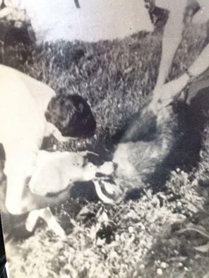 Photo of the dog