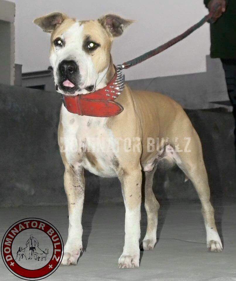 Photo of the dog