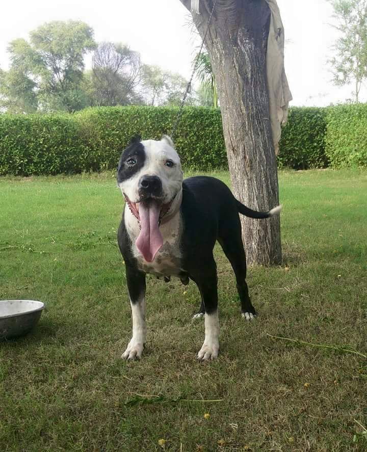 Photo of the dog
