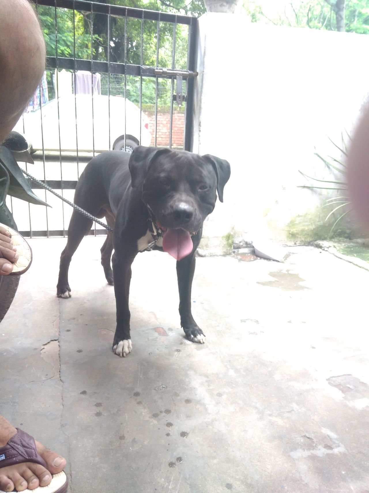 Photo of the dog