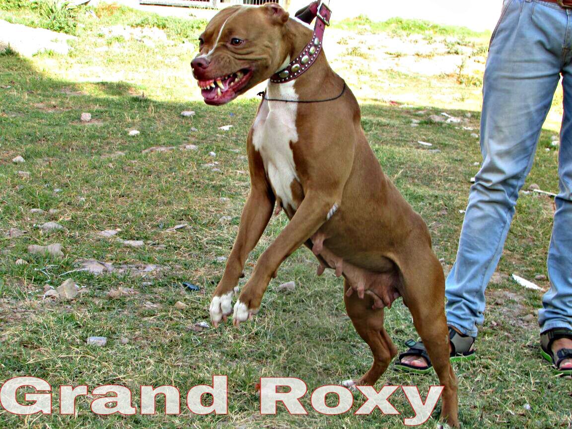Photo of the dog
