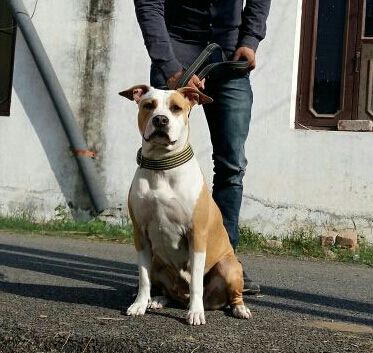 Photo of the dog