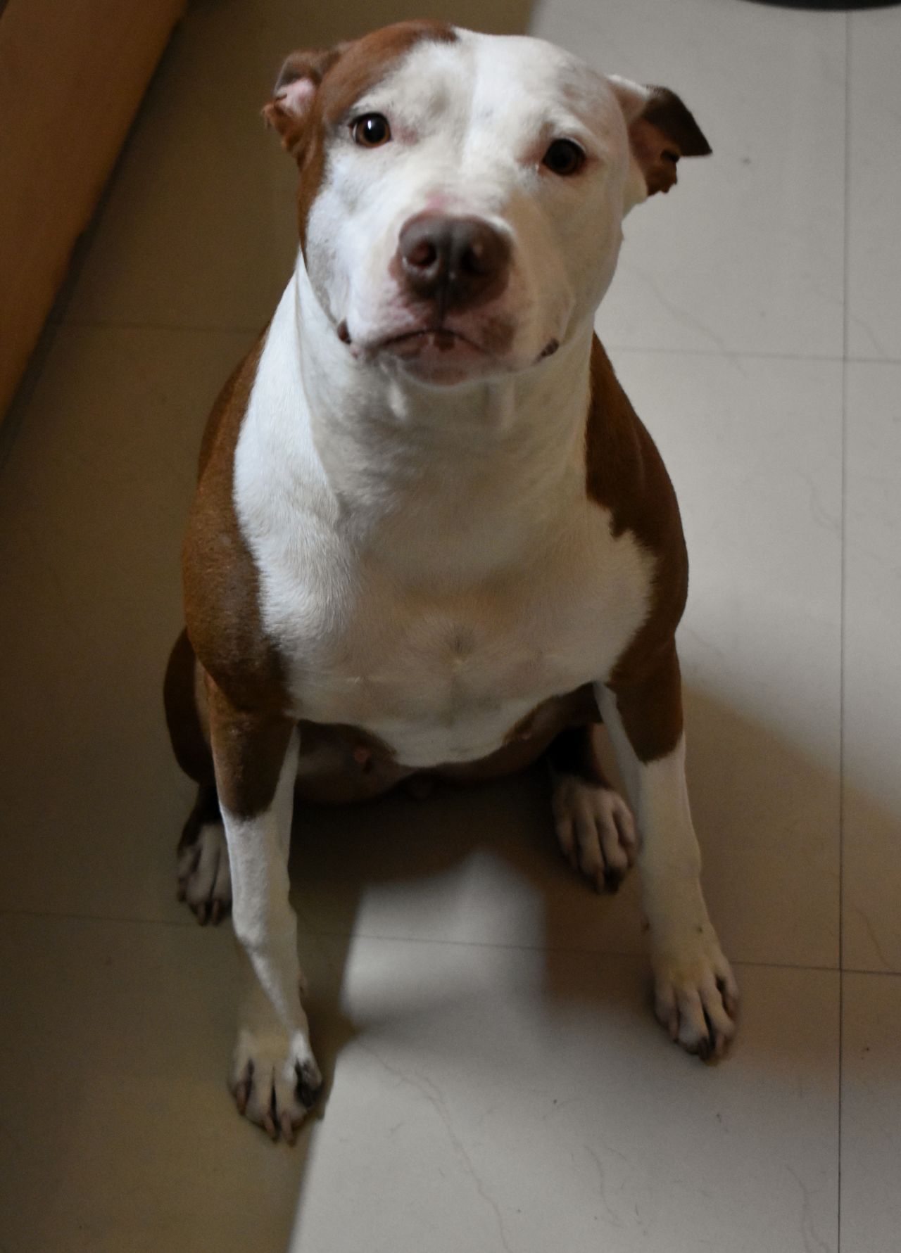 Photo of the dog