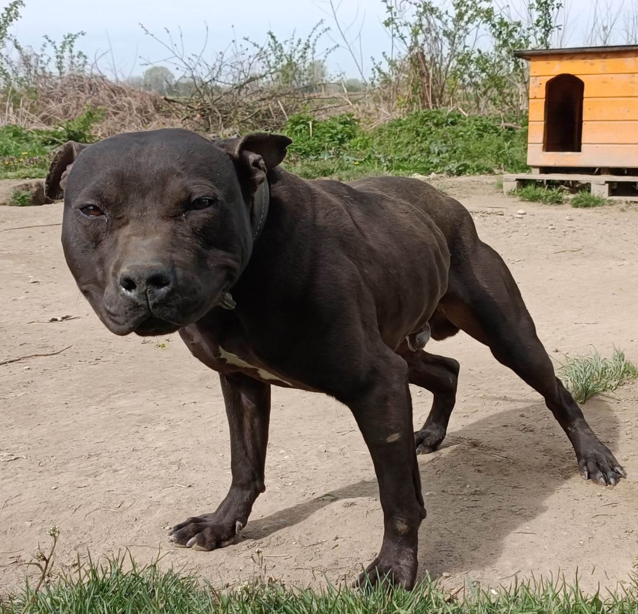 Photo of the dog