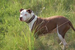 Photo of the dog