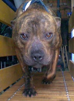 Photo of the dog