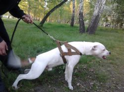 Photo of the dog