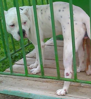 Photo of the dog